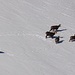 Schneewanderer