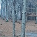 Particolare