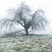 Apfelbaum-Geist. Kleine Ackerflächen wechseln sich mit Streuobst-Wiesen und ...