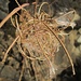 Vermutlich vertrocknete Waldrebe (Clematis)