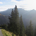 Ab der Alpe benutze ich den knieschonenden Güterweg 