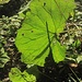 ..  desto leuchtender Blatt ...