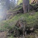 Wurzeltüme lugen aus Wurzelhöhlen