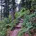 Tag 1: Waldweg Richtung Hochlandhütte