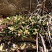 blühende Blumenschönheiten im Kleinen