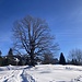 ... und gefreuter Gang dem Einzelbaum entgegen ...