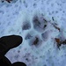 E troviamo anche le impronte di un lupo.