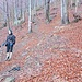 I boschi di faggio  hanno sempre un grande fascino ed è bello ogni tanto fermarsi per ammirarli con calma.