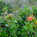Chilenischer Feuerstrauch (Embothrium coccineum)