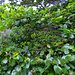 Nothofagus betuloides