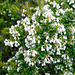 Torfmyrte (Gaultheria mucronata)