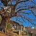 Montalto