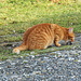 Jagdglück