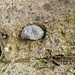 Felsdetail.