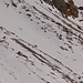 sie ziehen wieder ostwärts