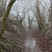 Der Weg führte durch Offenland und war als leichter Hohlweg ausgeprägt, der von Büschen und Bäumen begrenzt war. Durch den Nebel und den Raureif ergab sich eine schöne Stimmung.