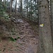 Wieder hinauf: Ruppiger Wurzelpfad