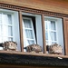 Neckerau - Hübsche Fenster-Dekoration