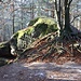 Felsblock mit Buche