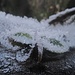 Studie -  ein "FrostFalter"