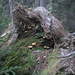 Stil(l)eben mit Baumstumpf und Pilzen