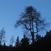 Der mehrstämmige Baum von heute früh