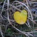... oder dieses Herz-Blatt