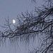 Moonlight