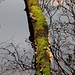 bewachsen