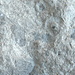 ammoniti