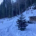 ... zum Christbaum der Chrotthütte