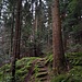 Über moosig-grünen Waldboden, teils auf Stufen...