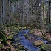 Über Felsen und Wurzeln, immer wieder auch den Bach querend, ging es nun weiter.