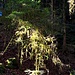 Lichtspiele