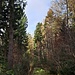 Unser breiter Weg verzweigt sich bald, wir nahmen den linken, der zur Bieselsteige hinüberführt, einem breiten geschotterten Weg. Diesem folgten wir etwa 100 Meter bergauf, gleich beim ersten Linksabzweig verließen wir ihn wieder. 