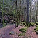 Es ging am Jugendzeltplatz Monbachtal vorbei das Tal hinab.