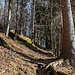 Aufstieg durch einen lichtdurchfluteten Wald nach Egg