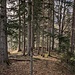 durch den Wald hinunter nach Schossweid