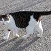 die letzen Meter bis zum Auto hat mich eine Katze begleitet