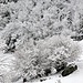 La magia della neve sugli alberi