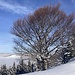 formschöner Baum beim Gipfel