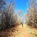 Strada Traversagna
