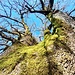 Quercia secolare