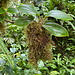 Unterwegs auf dem Mount Scenery - Nicht nur auf dem Boden wächst es. Auch in der "Luft" bzw. an Bäumen und Sträucher befinden sich unzählige Moose, Farne und andere Epiphyten. 