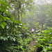 Unterwegs auf dem Elfin Forest Trail - Mittlerweile im Krater des Mount Scenery, wo das Gelände deutlich flacher ist.