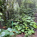 Unterwegs auf dem Mount Scenery - Hier wieder am Abzweig des Elfin Forest Trails (unser Hinweg/Aufstieg).