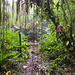 Unterwegs auf dem Elfin Forest Trail - Nach einem letzten Tauchen durch Lianen wird der vergleichsweise aufwendig ausgebaute Mount Scenery Trail erreicht. Hinten ist dessen Geländer zu erahnen.