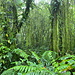  Unterwegs auf dem Elfin Forest Trail - Mitten im Nebel- bzw. "Elfenwald": Die nicht besonders hohen Bäume/Sträucher sind mit Epiphyten überzogen, und überall hängen Lianen.