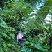 Unterwegs auf dem Elfin Forest Trail - Durch richtig schöne (aber leider ziemlich nasse ;-) Tropenvegetation.