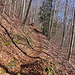 Schöner Bergweg im Laubwald